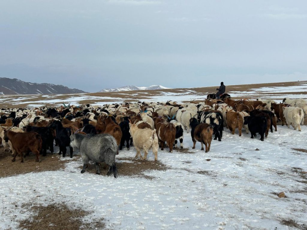 Voyage hivernal en Mongolie