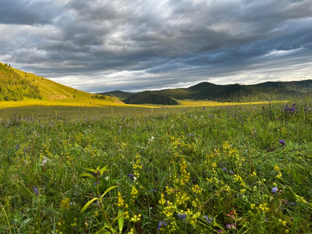 Prairie fleurie de la steppe mongole sous un ciel d’automne, voyage de femmes en Mongolie